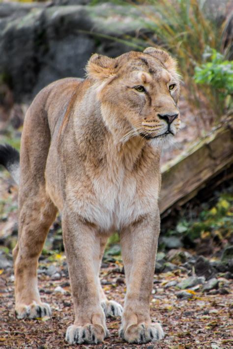 Free Images : nature, adventure, summer, wildlife, wild, zoo, yellow, fauna, lioness, savannah ...