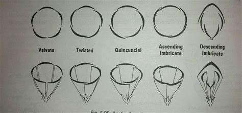 Aestivation Of Flower Definition, Types And Examples (With, 60% OFF