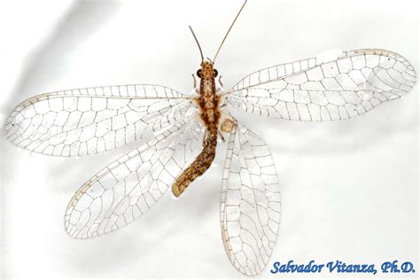 Neuroptera-Chrysopidae-Eremochrysa punctinervis-Shadow Lacewings (A) - Urban Programs - El Paso ...