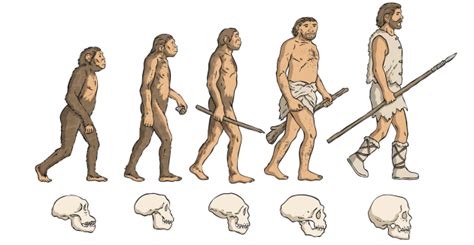 Human Evolution Timeline | Teaching Wiki | Twinkl USA