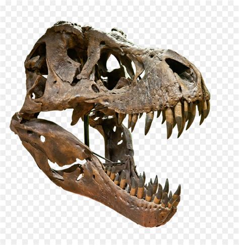 Transparent T Rex Skeleton Png - T Rex Skull Png, Png Download - vhv