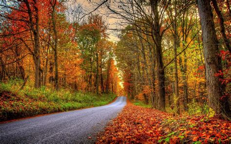 Fonds d'écran Forêt, arbres, feuilles, coloré, route, automne 1920x1200 HD image