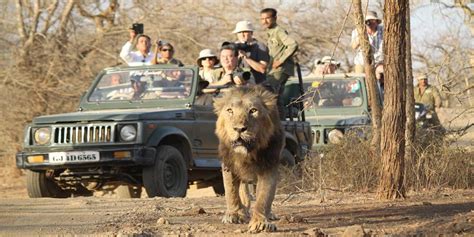 Guide: Know Complete Procedure of Gir Jeep Safari Booking