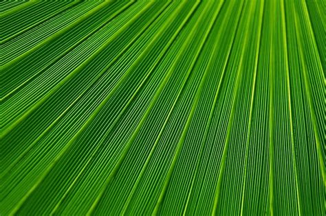 abstract, leaf, plant, background, backgrounds, botany, color, detail ...