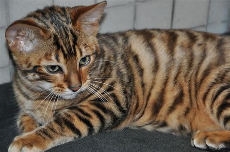 I want a toyger!!! | Cuuute Animals! | Pinterest | Best Toyger cat, Cat and Animal ideas