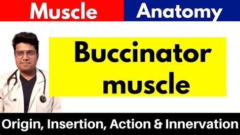 Buccinator Muscle | Origin, Insertion, Action & Innervation | in Hindi - YouTube