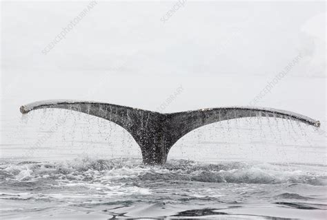 Humpback Whales feeding on Krill - Stock Image - C024/5053 - Science ...