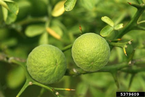 trifoliate orange, Citrus trifoliata (Sapindales: Rutaceae) - 5379609