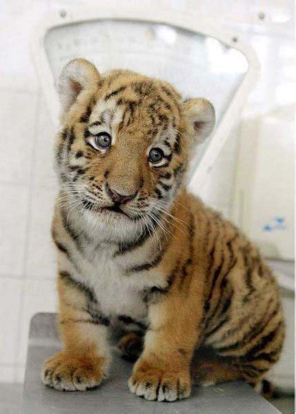 Pet Baby Tiger