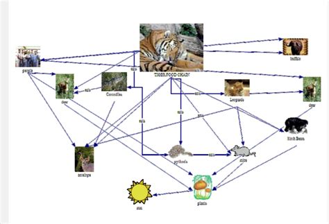 Tiger Food Chain Diagram