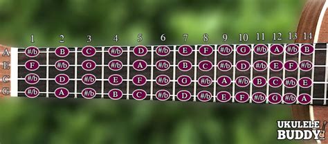 Ukulele Chords Namer