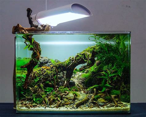 aquascape inspo: nano tank by André Franken Diskus Aquarium, Biotope Aquarium, Nature Aquarium ...