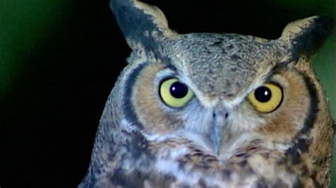 Owls | Science Trek | PBS LearningMedia