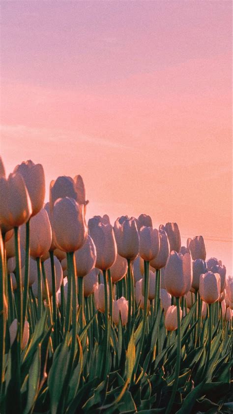 Pin by Miss Tea on tulips | Flower aesthetic, Beautiful nature wallpaper, Beautiful flowers