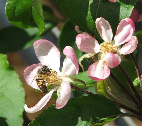 Recommendations for successful apple pollination | Agriculture and Food