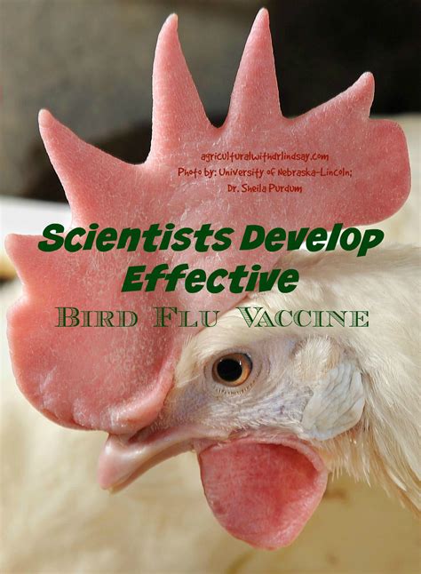 bird flu vaccine – Agricultural with Dr. Lindsay