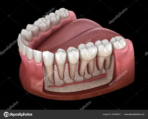 Human Teeth Anatomy