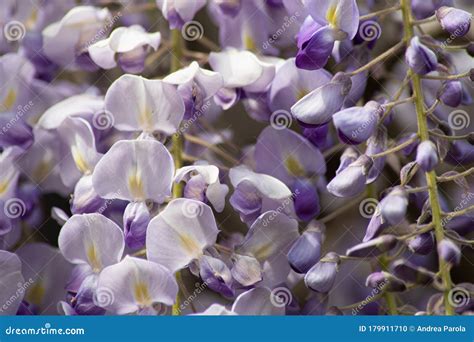 Explosion of Wisteria Flowers Stock Photo - Image of beautiful, hang: 179911710