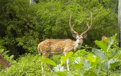 Photo Gallery - Wildlife Sanctuaries of Assam