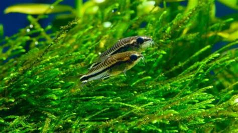 Pygmy Corydoras 101: Care Diet Tank Size, Tank Mates & More - Aquarium Part