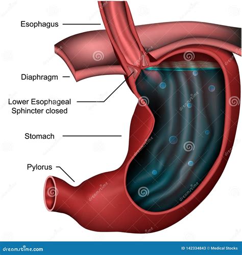 Esophageal Sphincter Anatomy 3d Medical Illustration on White Background Stock Illustration ...