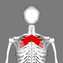 Serratus Posterior - Physiopedia