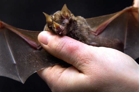 These bats can use leaves as “sound mirrors” for better navigation - Ars Technica