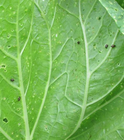 Chinese cabbage flea beetle (166)