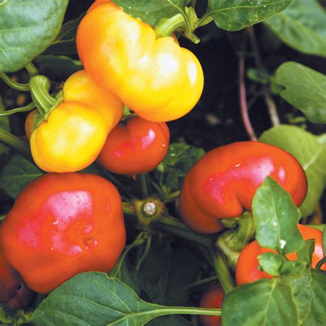 Alma Paprika Peppers very easy to grow | Cape Gazette