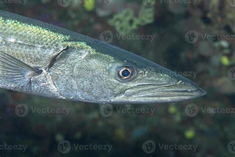 Barracuda Fish underwater 17233674 Stock Photo at Vecteezy