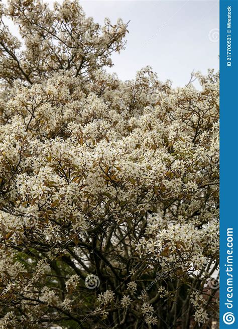 Vertical Shot of White Juneberry Flowers on a Tree Stock Image - Image of nature, outdoors ...