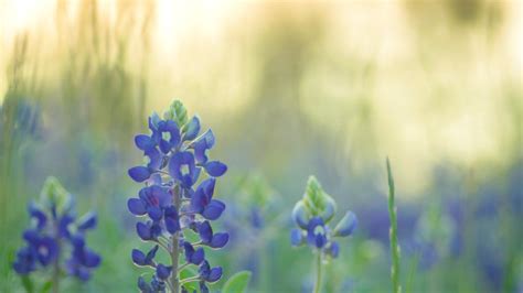 🔥 [83+] Free Texas Bluebonnet Wallpapers | WallpaperSafari