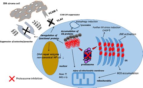 Figure 1 from Mechanism of action of bortezomib in multiple myeloma therapy | Semantic Scholar