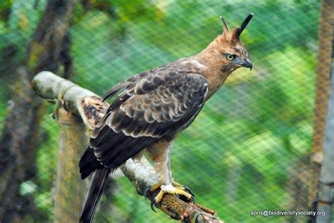 Budidaya Burung: Burung Elang Jawa