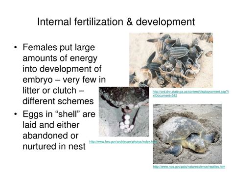 PPT - Animal Reproduction PowerPoint Presentation, free download - ID ...