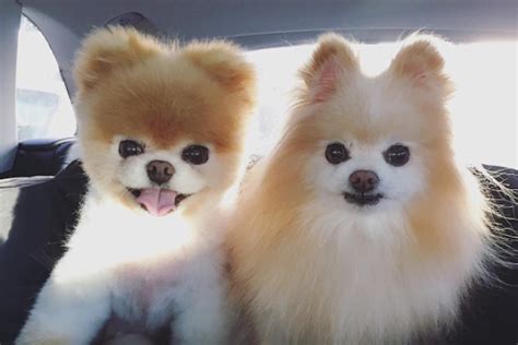 Celebrate National Puppy Day With These Famous Instagram Dogs | Very Real
