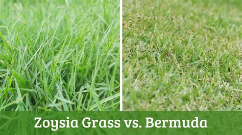 Zoysia Grass vs. Bermuda - Which Is Better for Your Lawn?