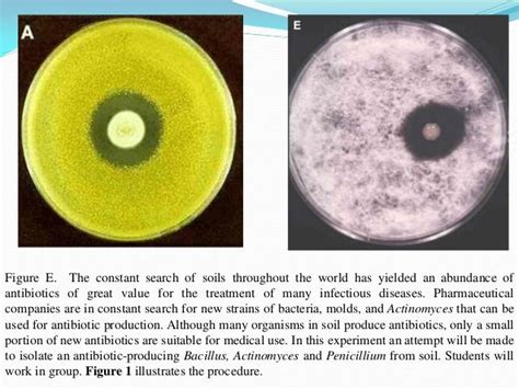 antibiosis by saradaentomology’s