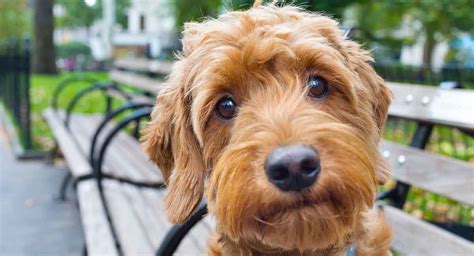 Goldendoodle Grooming Guide