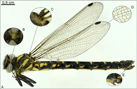 Dry specimen of the dragonfly Epiophlebia susperstes (Odonata ...