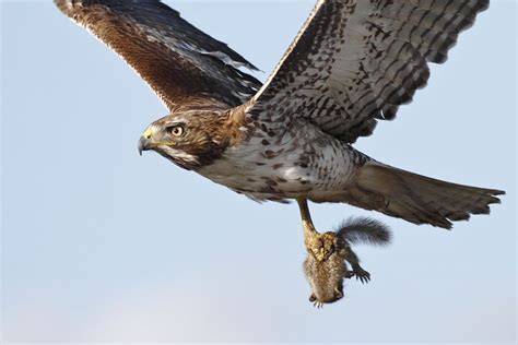 The 15 Perfectly Timed Photos of Animals Hunting For Food | The Stuff ...