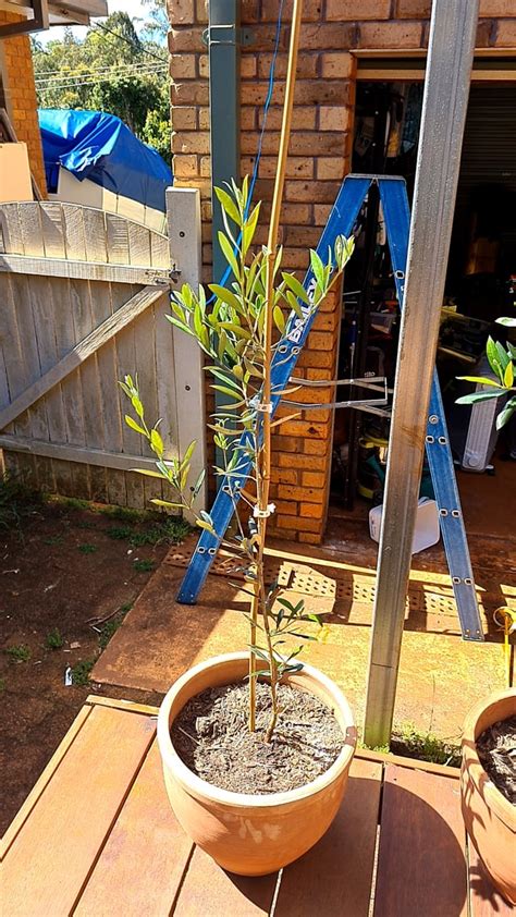 Pruning olive tree : r/GardeningAustralia