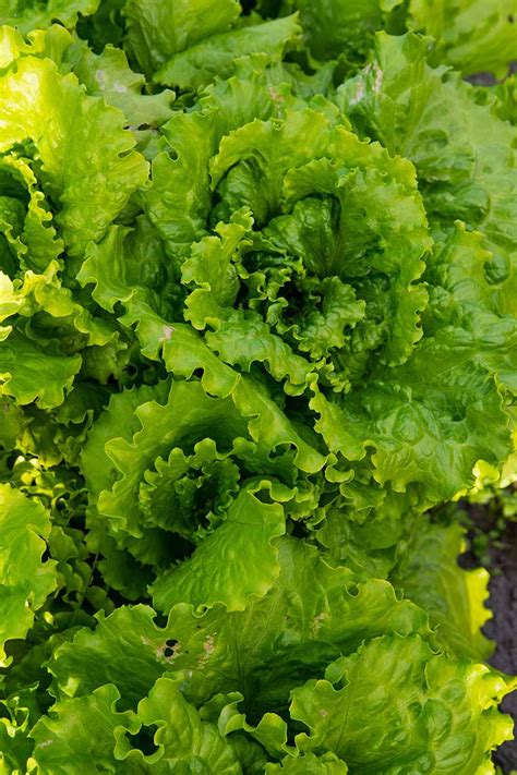 29 of the Best Lettuce Varieties For Your Garden | Gardener's Path