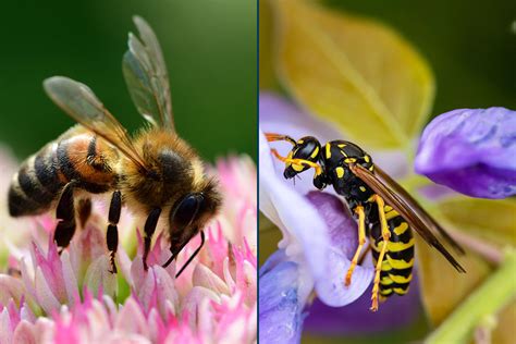 The Difference Between Bees And Wasps