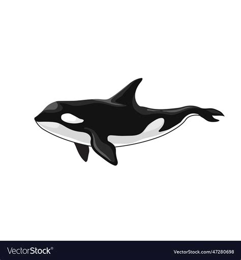 Orca killer whale Royalty Free Vector Image - VectorStock