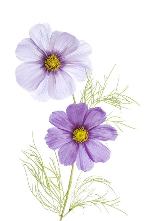 Cosmos | Flower art drawing, Flower art painting, Watercolor flowers paintings