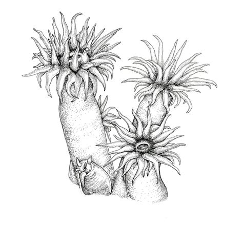 Sea Anemone Drawing at GetDrawings | Free download