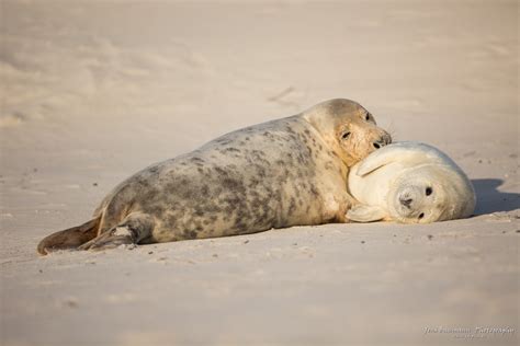 Helgoland 2014 – Gray Seal Experience – JSB Photography