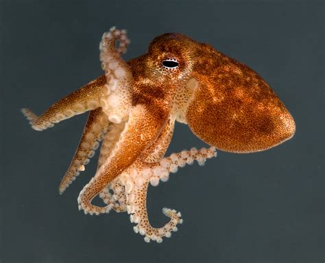 Octopus Definition | The Octopus News Magazine Online