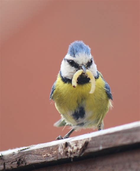 Pictures of Sittingbourne, Kent, England | England Photography & History